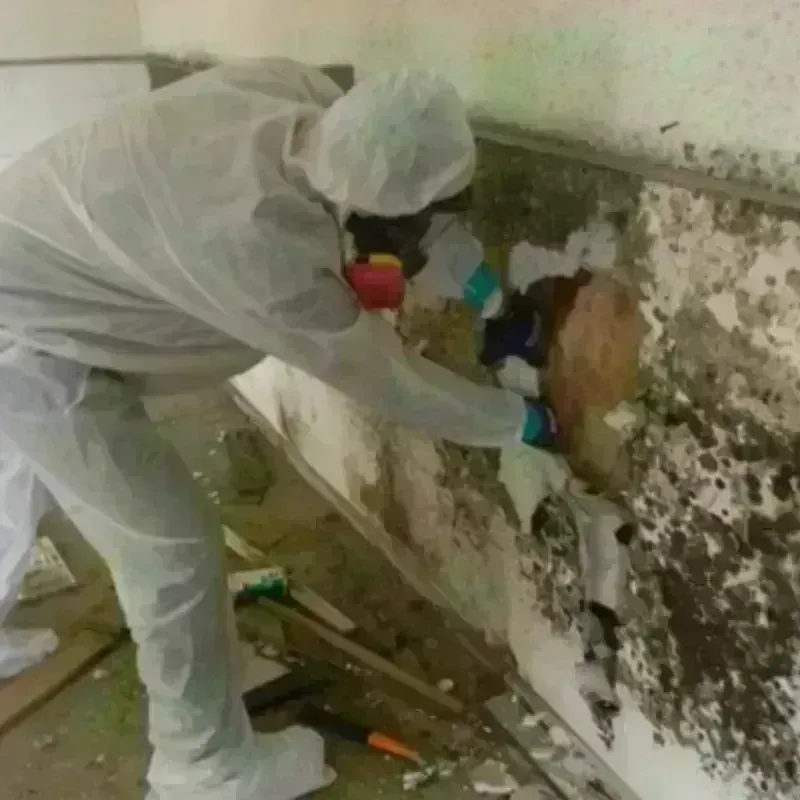 Mold Remediation and Removal in Four Corners, FL